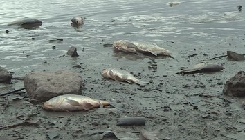 Kvůli viru rybáři v Praze utratili už 12 tun ryb! Herpesem je postiženo 8 míst