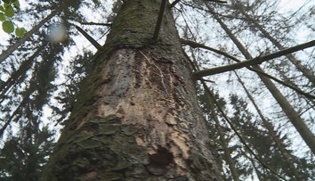 VIDEO: Ústí nad Labem řeší problém uschlých stromů