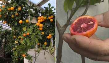 Nadšenec pěstuje ve skleníku citrusy z celého světa