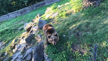 VIDEO: Takhle napadl medvěd muže, který mu vlezl do výběhu