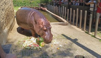 Narozeniny miláčka ze Zoo Dvorec. Hroch Bubi oslavil sedmnáctiny