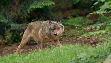 Zemědělci i myslivci se bouří: Z některých zvířat děláme modly, jiná nám tiše mizí