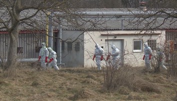 Ptačí chřipka je v osmi krajích, začalo vybíjení nakažených zvířat