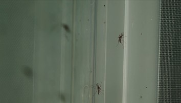 Západonilská horečka v Itálii: Šance na nakažení je nízká, přesto znatelná, říká Černý