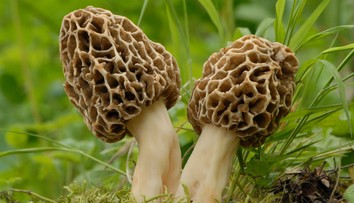 Rostou u vás na zahradě smrži? Houbám se daří a můžete na nich dost vydělat