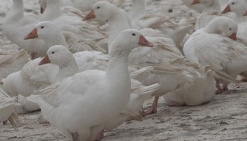 Husí farmy žádají veterináře o výjimku ze zákazu venkovního chovu