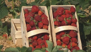 V Česku začínají samosběry jahod. Kvůli menší úrodě letos zdraží