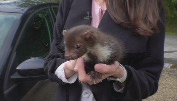 Mládě kuny pod kapotou vyděsilo rodinu. Dramatická záchrana měla šťastný konec