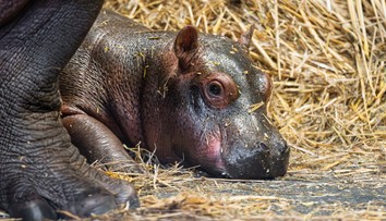 Zoo Dvůr Králové hlásí dva vzácné přírůstky. Hrocha a kriticky ohroženou žirafu
