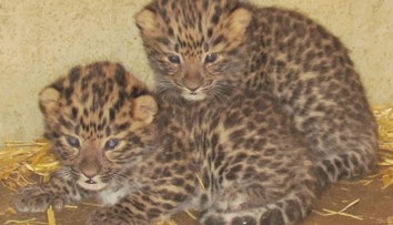 Mláďata levhartů v olomoucké zoo se mají čile k světu. Jejich pohlaví se ale zatím neví