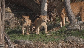 Zlínská zoo má nové tři přírůstky. Po šedesáti letech se raduje z mláďat lvů