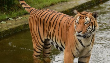 Floridská zoo musela utratit oblíbeného tygra. Zaútočil na uklízeče
