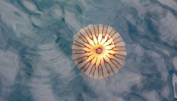 Turisty v Chorvatsku čekalo nepříjemné překvapení. V Jadranu plave jedovatá medúza