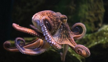 Vědci objevili nový podmořský druh. Nic podobného jsem neviděla, říká zooložka