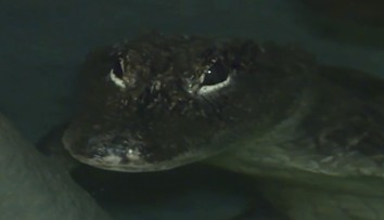 Jihlavská ZOO si k Vánocům nadělila vzácného aligátora