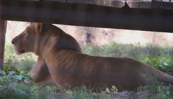 Ze zooparku ve Zvoli zmizela zvířata. Kam se šelmy poděly, úřady neví