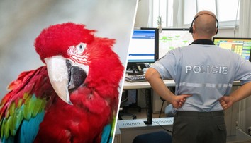 Muž v Liberci zavolal policii na obřího papouška. Ničí tu stromy, stěžoval si
