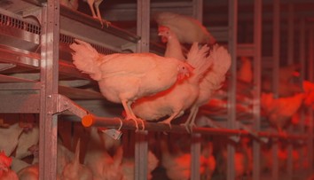 Virus ptačí chřipky se stále šíří. Majitelé chovů se obávají epidemie
