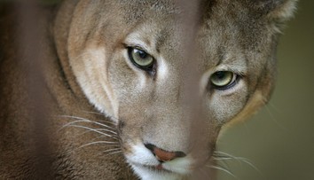 Puma je dál na útěku. Šelmu viděli na dalších místech