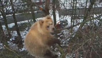 Zoo má problém s medvídětem. Už týden nechce slézt ze stromu