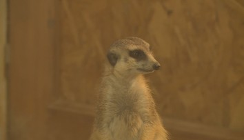 Zoo Hluboká se rozzářila do vánoční nálady. Zdobí ji téměř milion světýlek