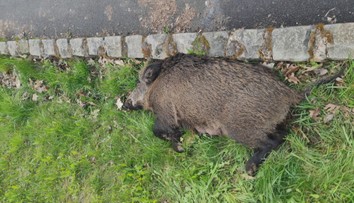 Neznámý pachatel zastřelil šípem bachyni v Mostě. Hrozí mu dva roky