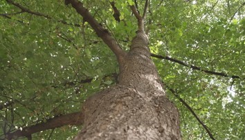 Obyvatelé pardubického sídliště slaví. Petice pomohla k záchraně stromů