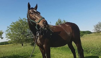 Chladnokrevná poprava! U Hradce Králové někdo zastřelil kobylu