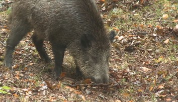 Ženu ve Zlíně napadl divočák. Skončila zraněná v nemocnici