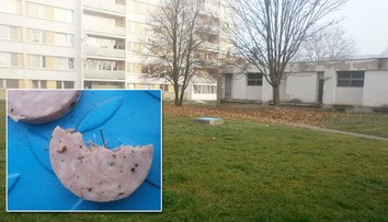 Kladnem obchází "propichovač", lékař ze psa vytáhl 11 špendlíků!