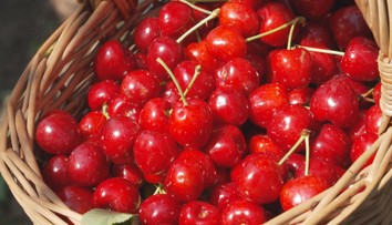 Startují samosběry třešní. Oproti supermarketu výrazně ušetříte
