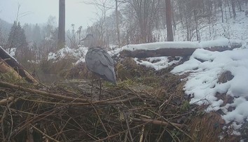 Zvířata České Švýcarsko neopustila. Národní park ukázal záběry z fotopastí