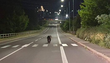 Medvěd se promenádoval městem na Slovensku. Policie varuje obyvatele