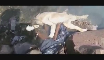 V řece našli podivného tvora! Je to čupakabra, tvrdí: VIDEO