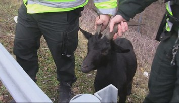 Zvířata ze zoo její ředitel zabil. Maso pak servíroval na vánočním večírku