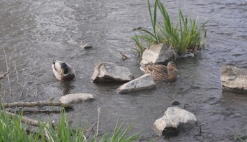 Sucho v Česku dosáhlo extrémního stavu. Vysychají řeky a hrozí požáry