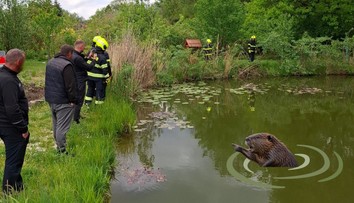 Agresivní bobr u Ostravy napadl dívku a psa. Situace byla vážná