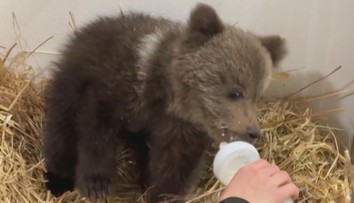 Známá zoo přišla o svou raritu. Museli utratit jednoho z medvědů