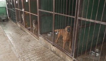V útulcích po silvestru přibyli polekaní psi. Lidé na ně přispívají a venčí je