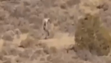 Farmáři natočili podivného tvora. Je to bájná čupakabra? VIDEO