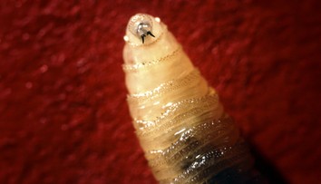 Masožravá larva poprvé infikovala člověka. Svou oběť žere zevnitř
