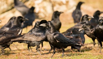 Muž střílel ve městě na vrány. Zasáhl ženu na balkóně do hlavy