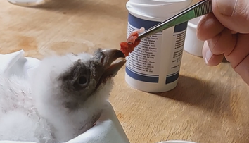 Úspěch liberecké zoo: Vzácný dravec se uhnízdí ve Španělsku