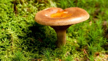 Z oblíbené houby si Češi dělali guláše. Odborníci zjistili, že je nebezpečná