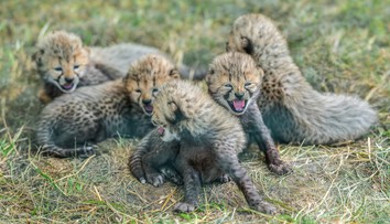 V pražské zoo se narodilo pět gepardích mláďat. Jsou v kritickém období