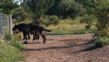 Divocí koně, zubři i pratuři. Unikátní podívaná v milovické rezervaci