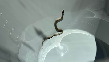 Rodina z Brna našla v obýváku hada. Objevila ho šestiletá dívenka