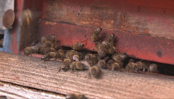 Včelaři bijí na poplach! Situace se zhoršila, bojí se nebezpečného roztoče