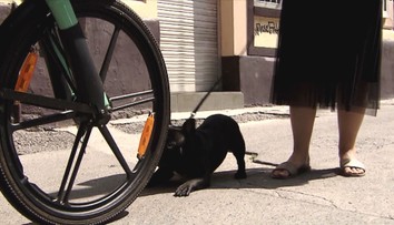 Cyklista pejskaři zlomil čelist. Násilníkovi teď hrozí osm let