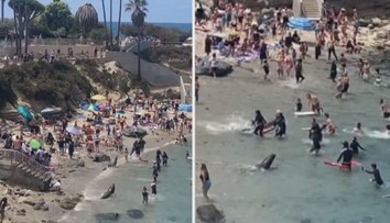 Lachtani se chtěli pářit. Na úprk před nimi se daly houfy lidí ležící na pláži